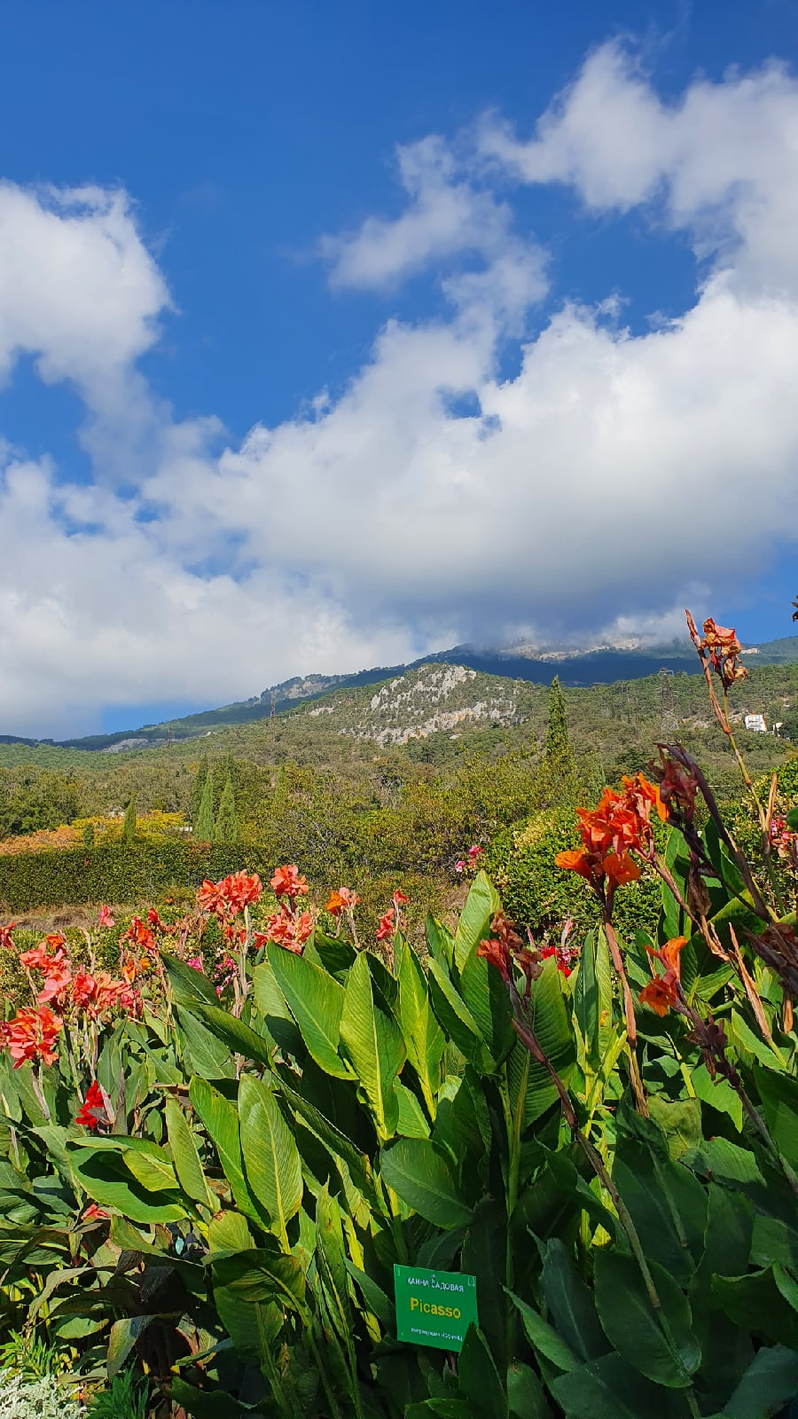 Ялтинский ботанический сад (фотография из личного архива Ангелины Малашенковой)