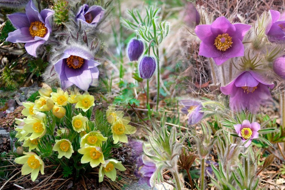 МК_РГО_"Олёкма"