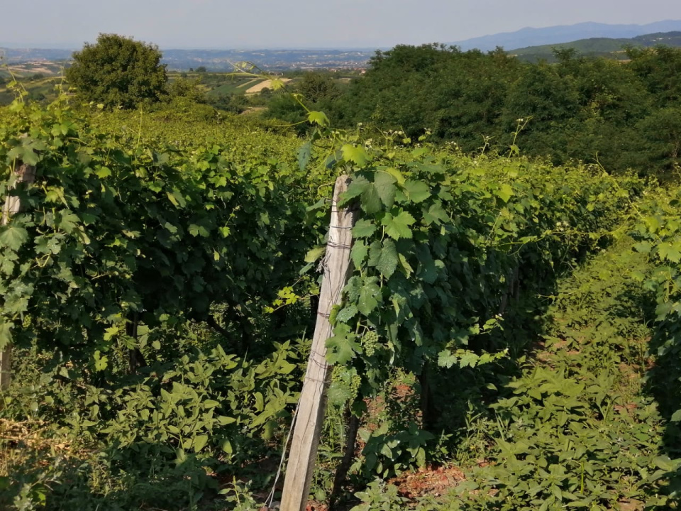 Стажировка в Сербии