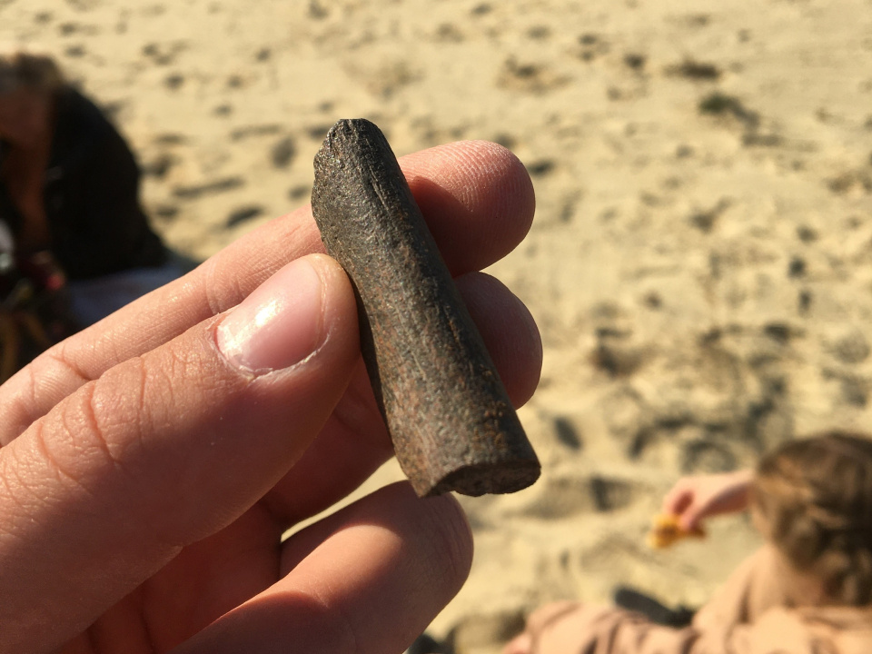 Фрагмент кости морского ящера