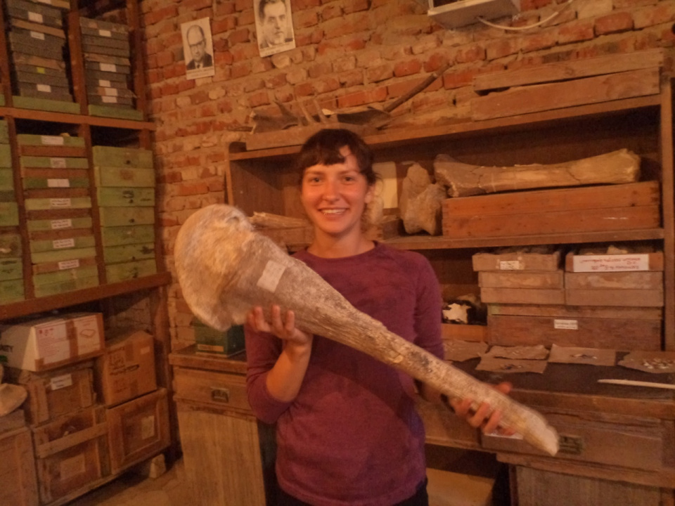 Кость мамонта