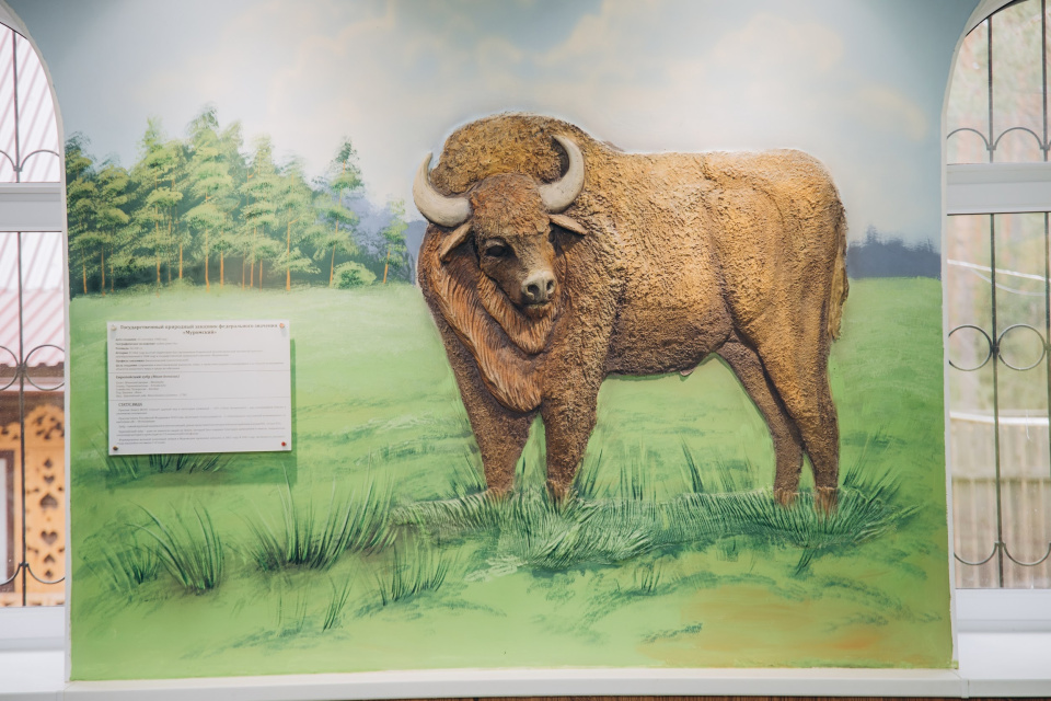 Здесь зубр точно сохранится